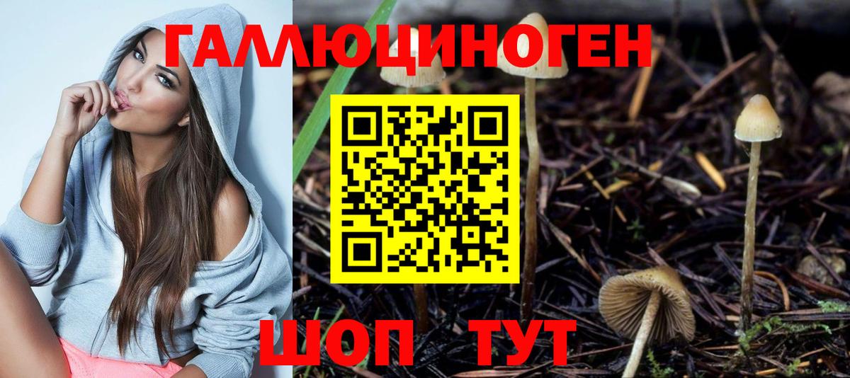 Галлюциногенные грибы Psilocybe Киреевск